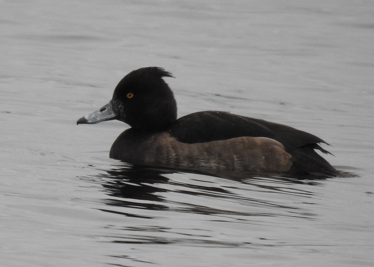 Tufted Duck - ML131255551