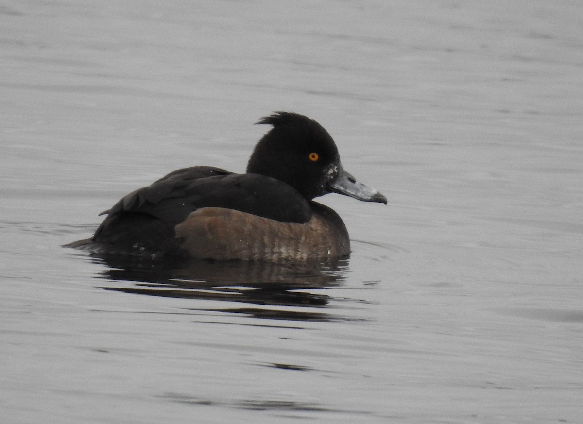 Tufted Duck - ML131255591
