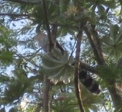 Squirrel Cuckoo - ML131255771