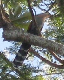 Squirrel Cuckoo - ML131255781