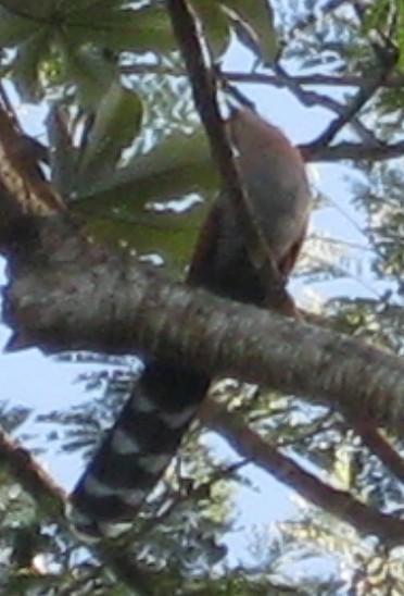 Squirrel Cuckoo - ML131255791