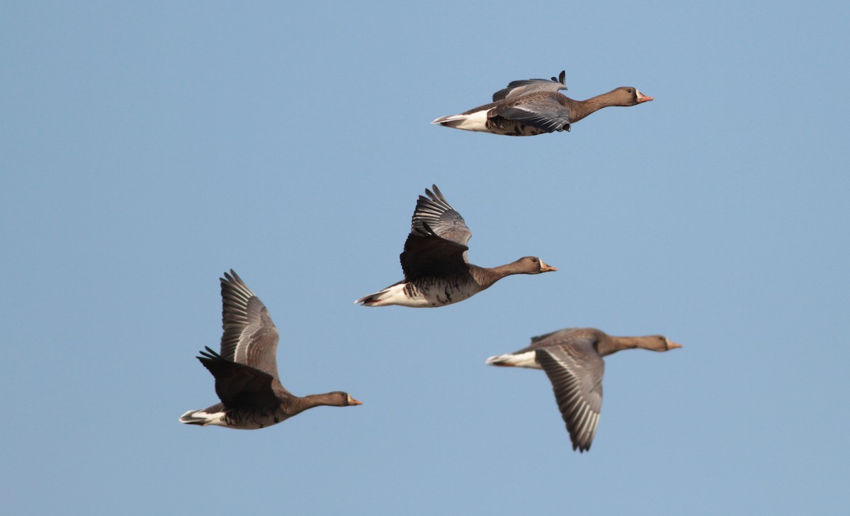Greater White-fronted Goose - Marshall Iliff