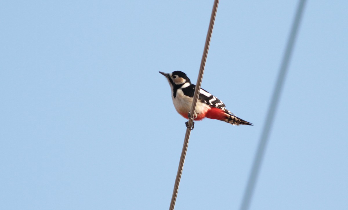Great Spotted Woodpecker (japonicus) - Marshall Iliff