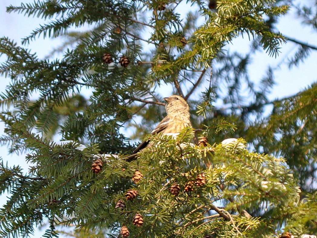 White-winged Crossbill - Peter Scully