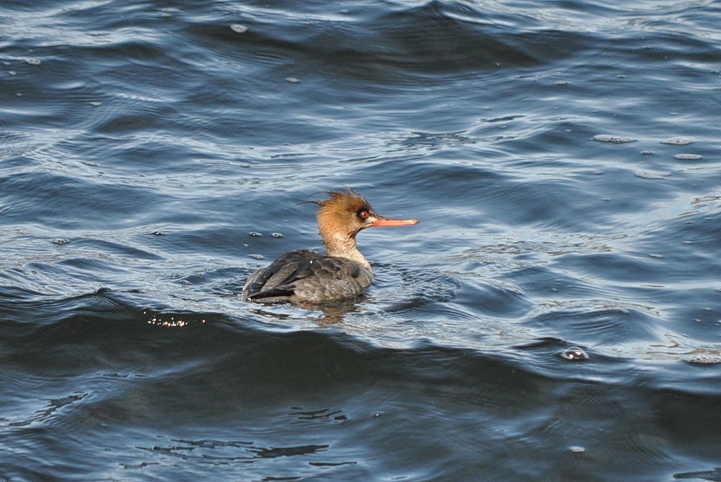 Red-breasted Merganser - Peter Scully