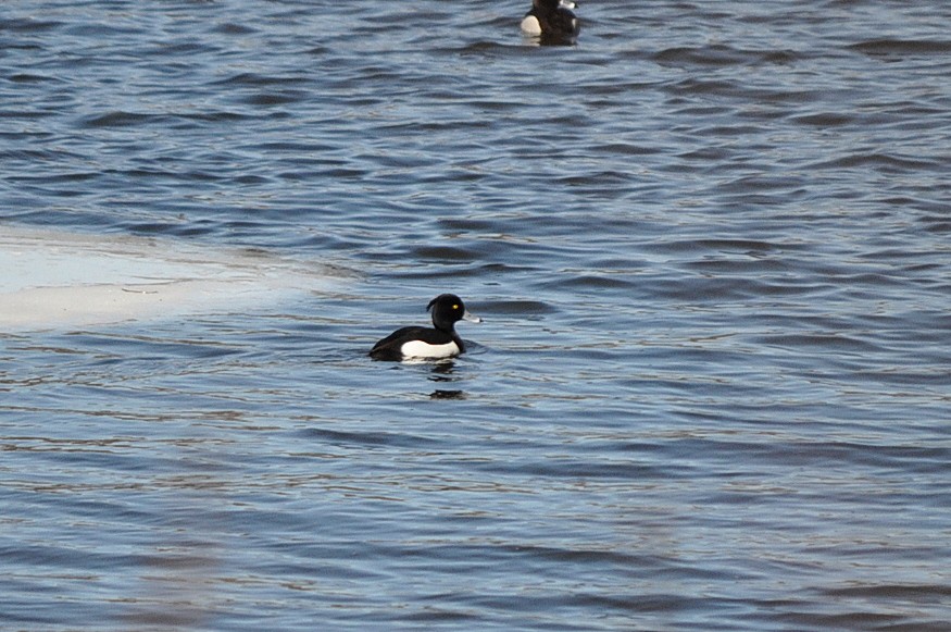 Tufted Duck - Peter Scully