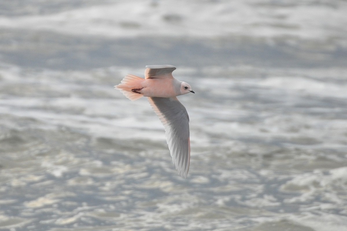 Ross's Gull - Peter Scully