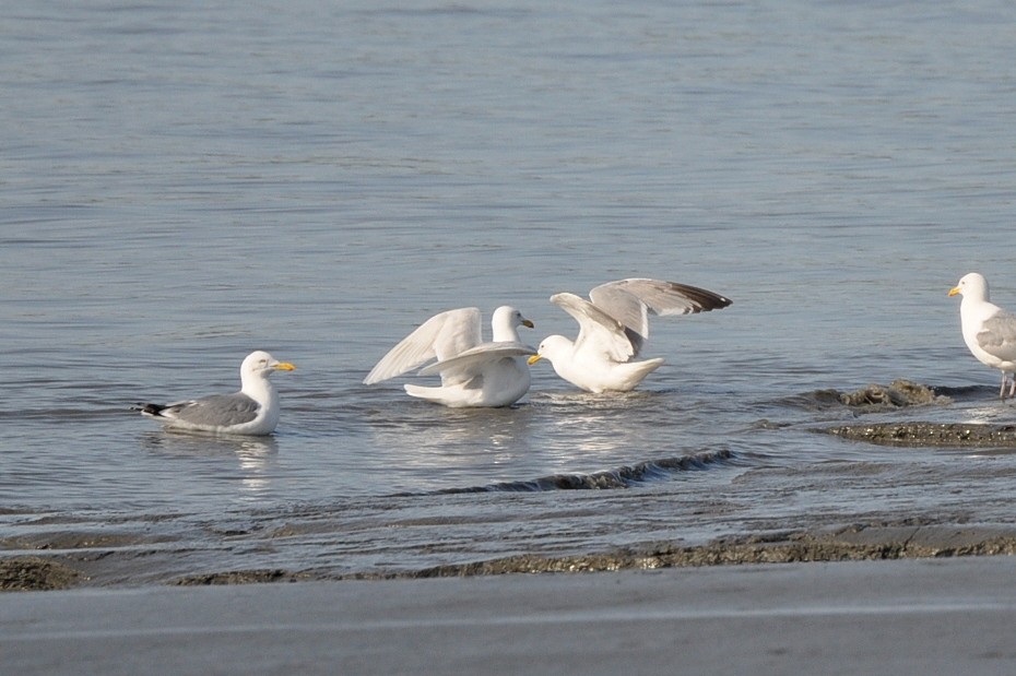 Glaucous Gull - Peter Scully