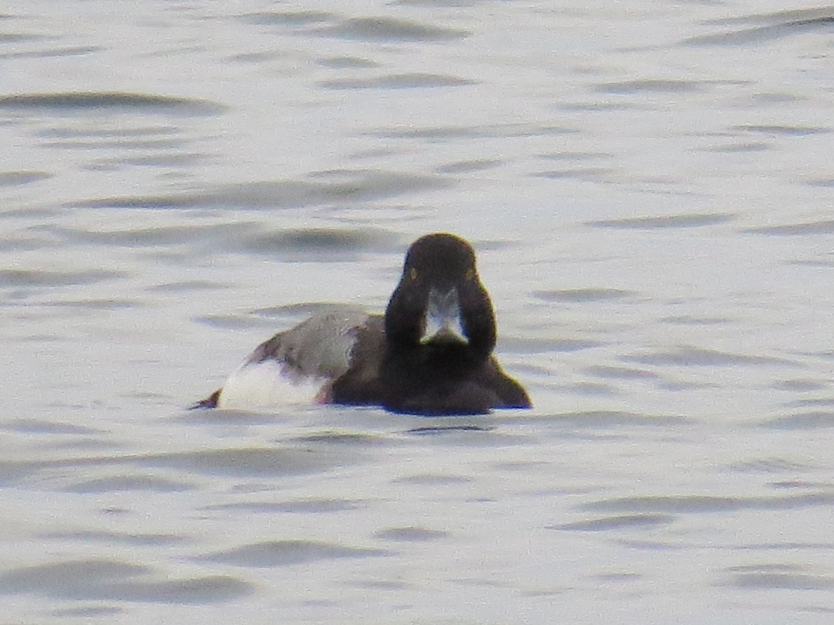 Greater Scaup - ML131270901