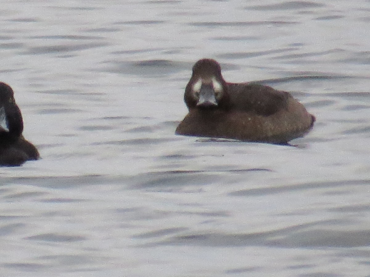 Greater Scaup - ML131270911