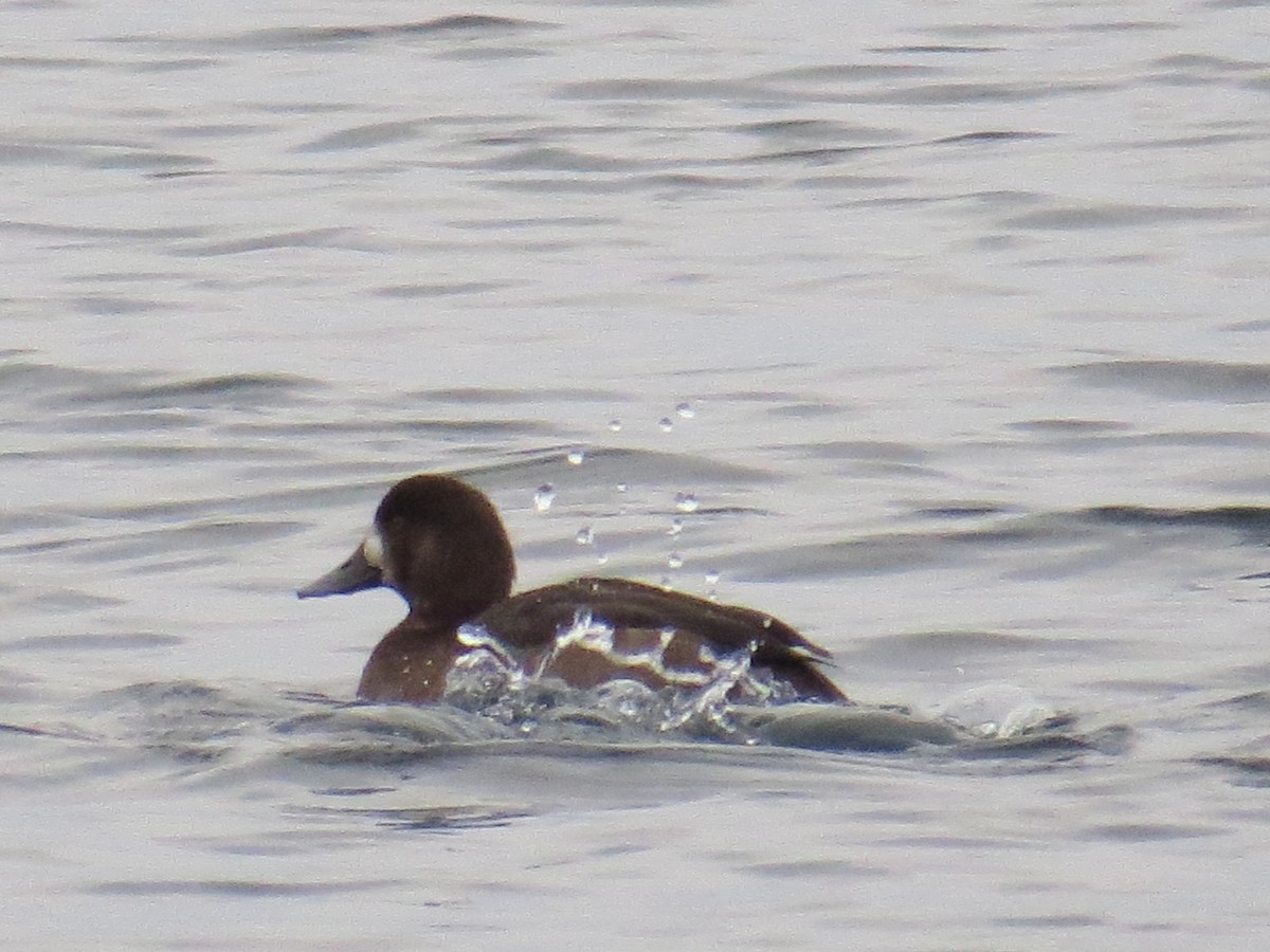 Greater Scaup - ML131270921