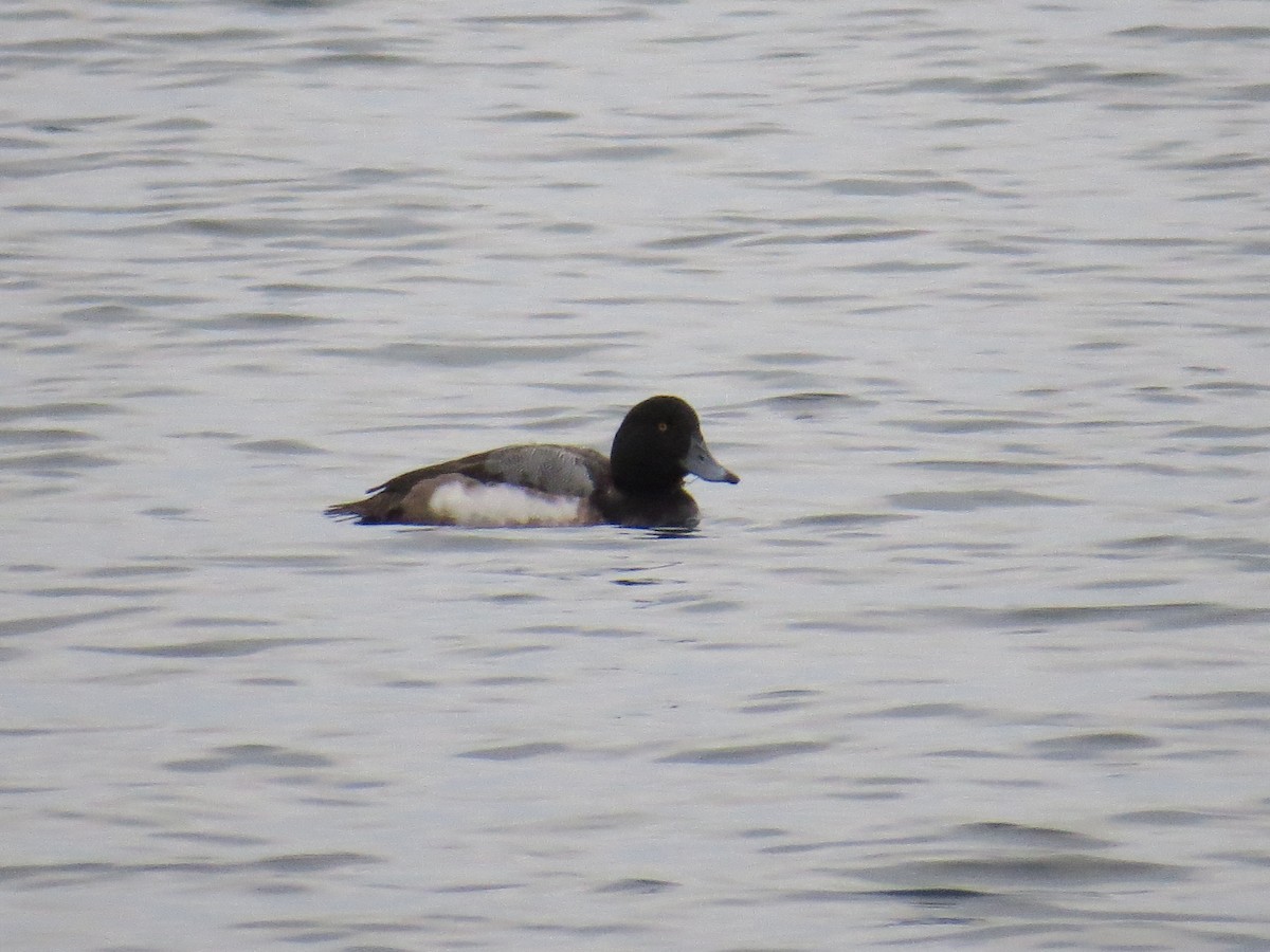 Greater Scaup - ML131270991