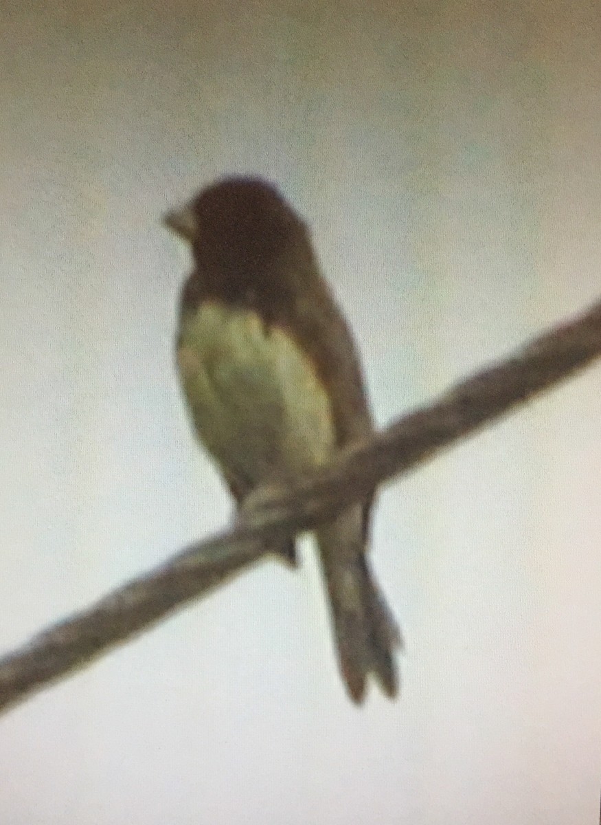 Yellow-bellied Seedeater - ML131274051