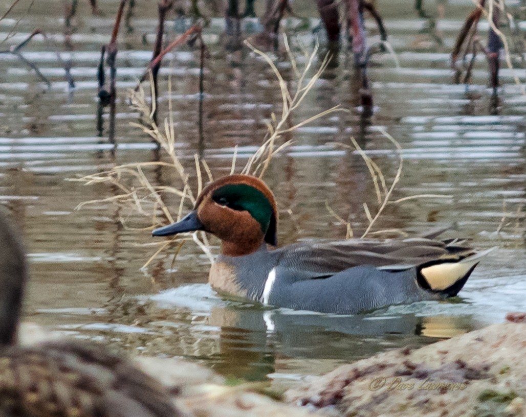 Green-winged Teal - ML131275901