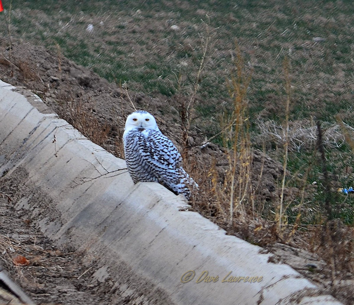Snowy Owl - ML131276151