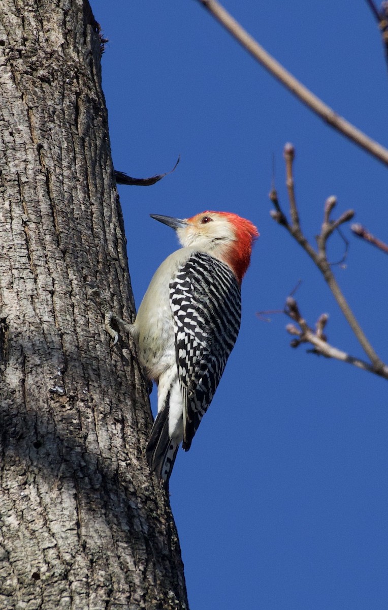 Red-bellied Woodpecker - ML131277411