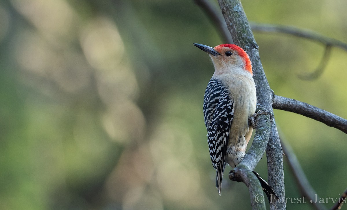 Red-bellied Woodpecker - Forest Botial-Jarvis
