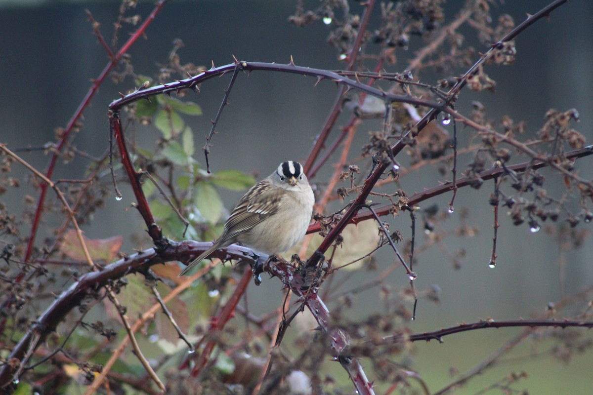 White-crowned Sparrow - ML131287201