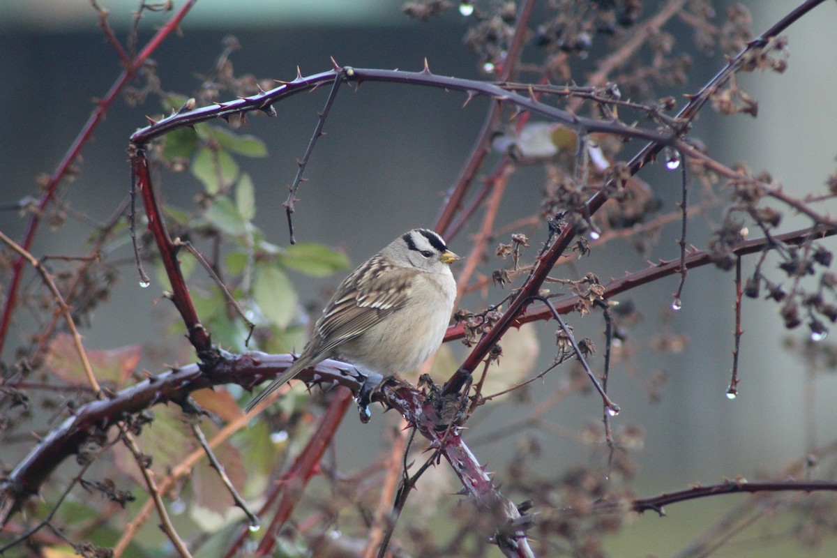 White-crowned Sparrow - ML131287211