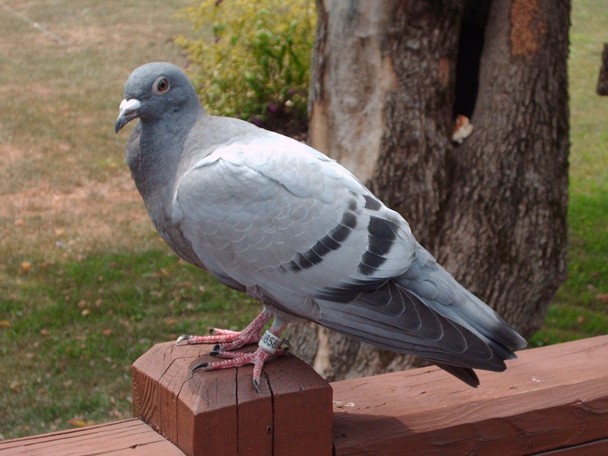 Сизый голубь (Одомашненного типа) - ML131287731