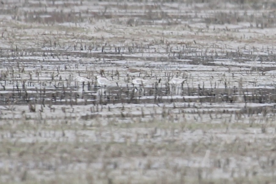 eBird Checklist - 26 Dec 2018 - Yazoo NWR - 86 species (+2 other taxa)