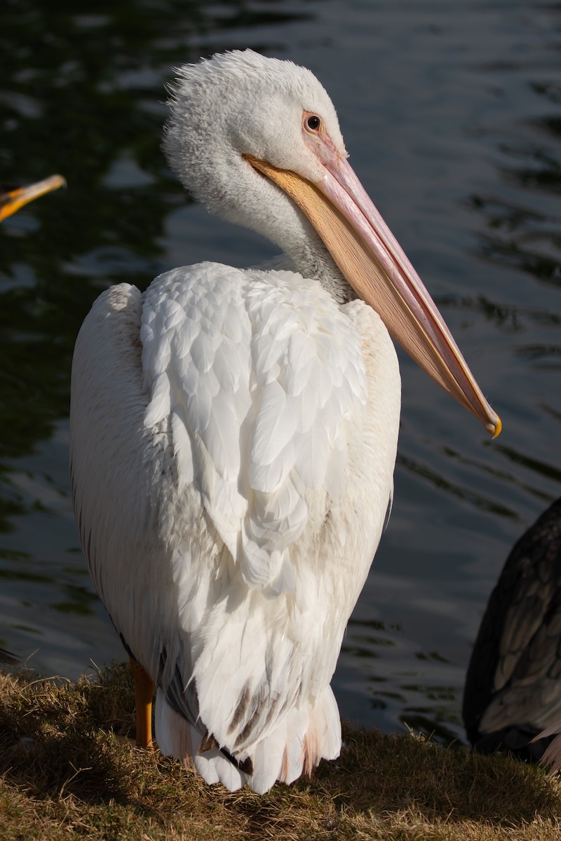 American White Pelican - Jason Horton