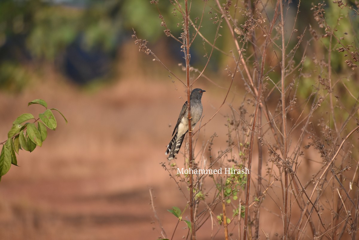 Gray-bellied Cuckoo - ML131301261