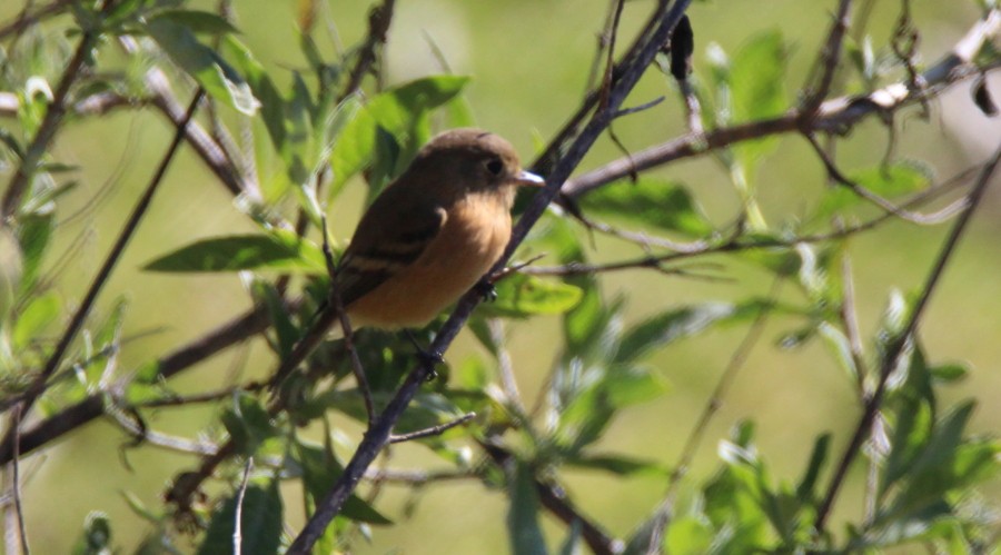 Buff-breasted Flycatcher - Paul Lewis