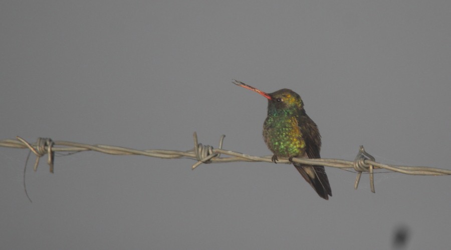 Broad-billed Hummingbird - Paul Lewis