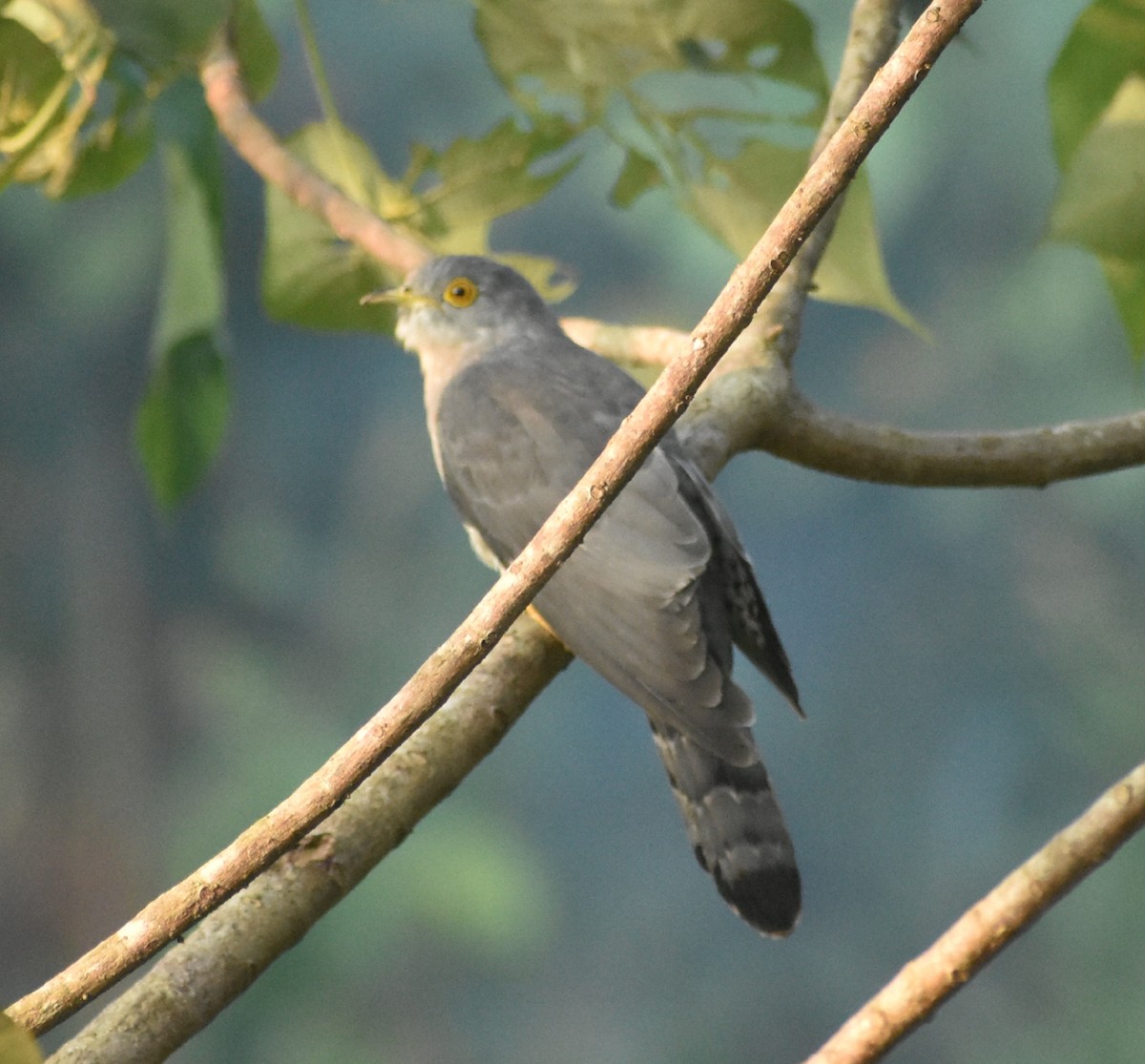 Common Hawk-Cuckoo - ML131302561