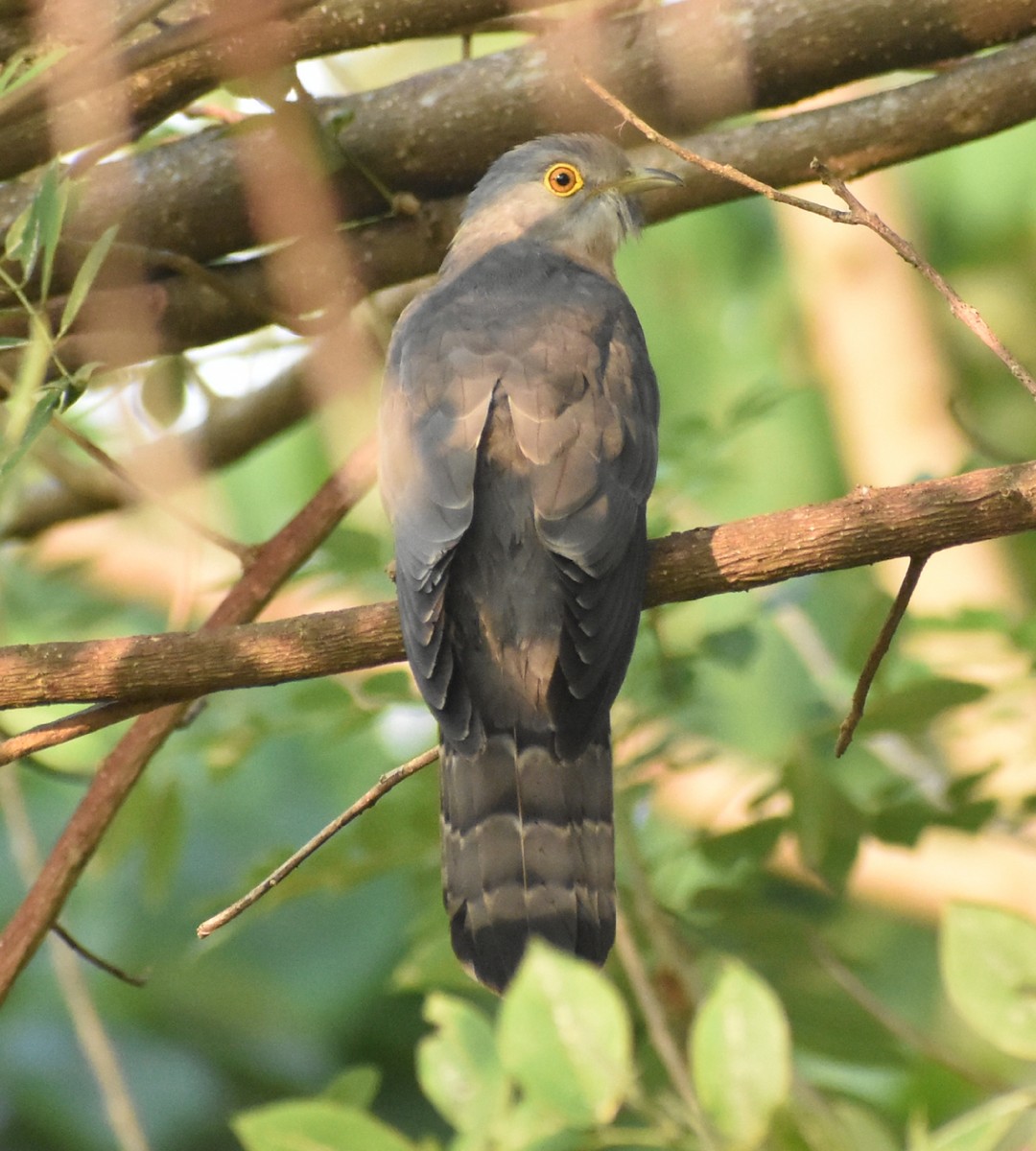 Common Hawk-Cuckoo - ML131302591