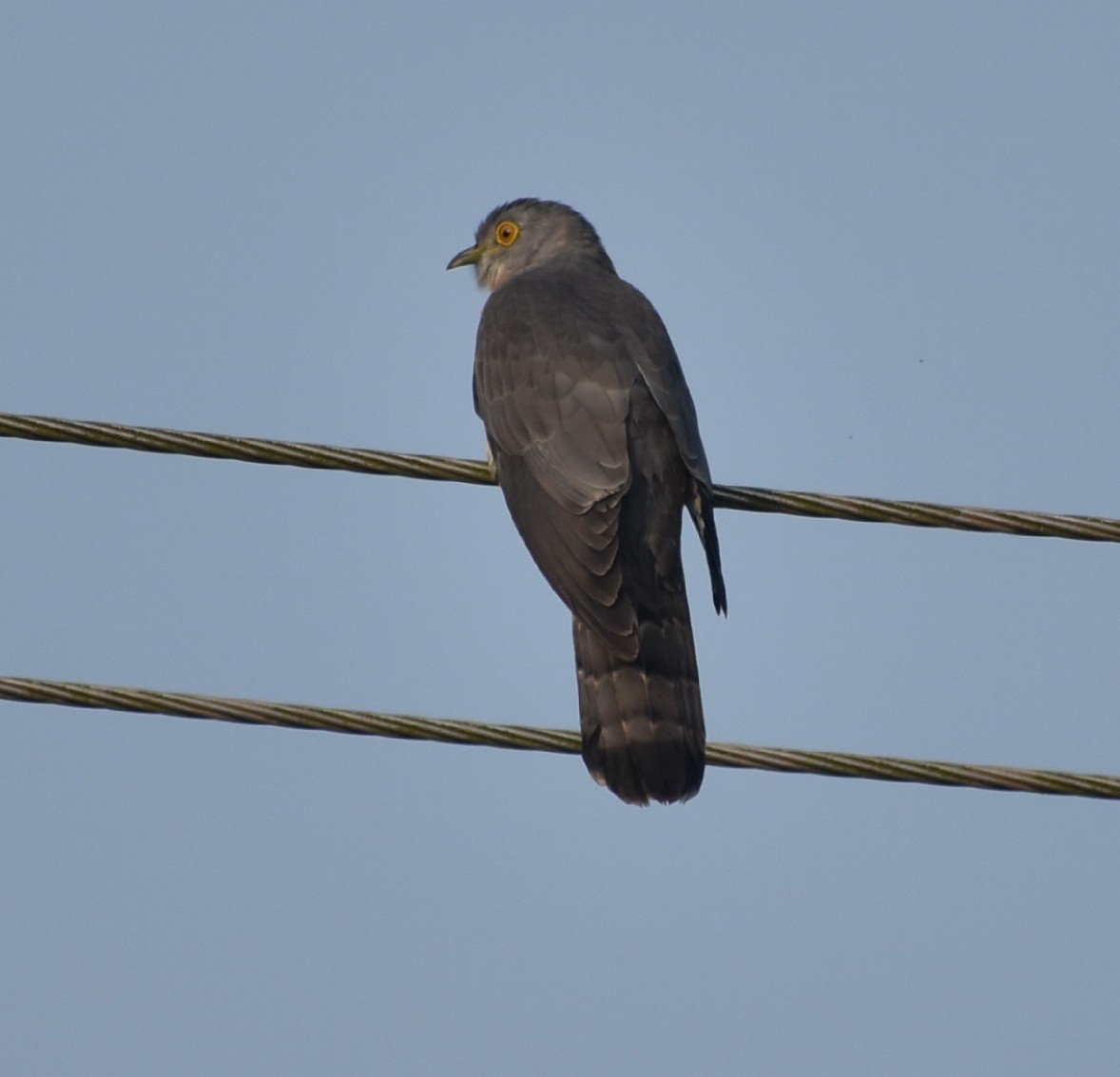 Common Hawk-Cuckoo - ML131302651