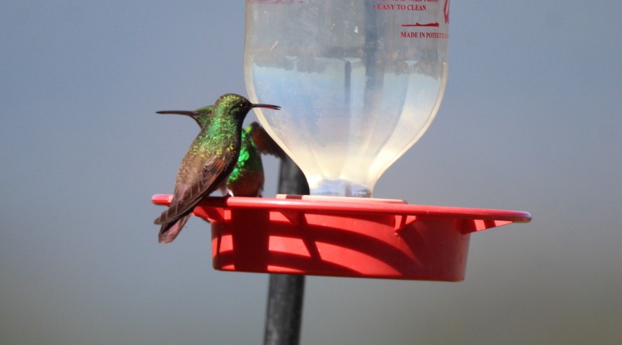 Berylline Hummingbird - Paul Lewis