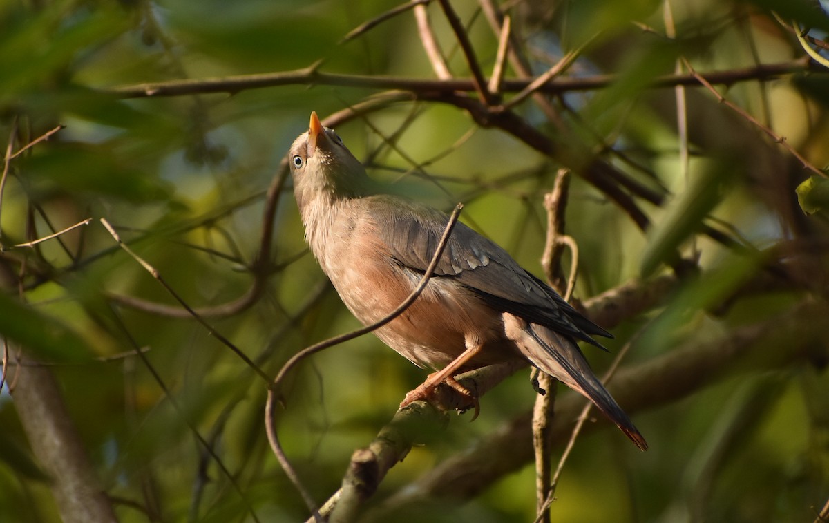 Chestnut-tailed Starling - ML131303511
