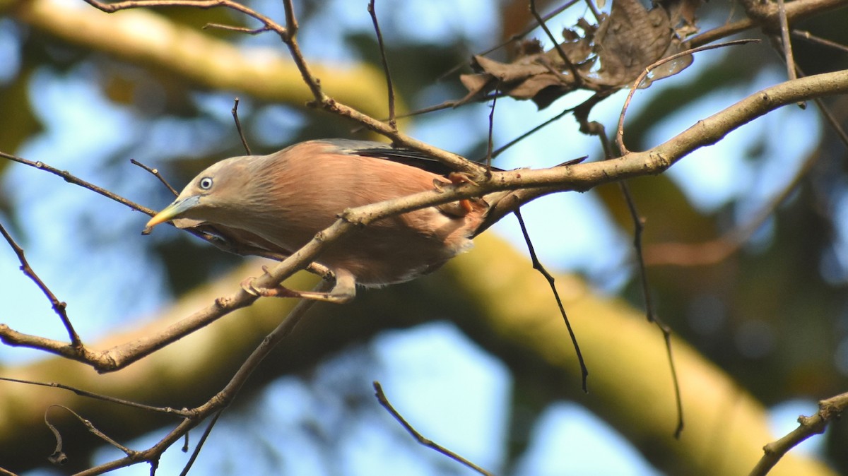Chestnut-tailed Starling - ML131303551