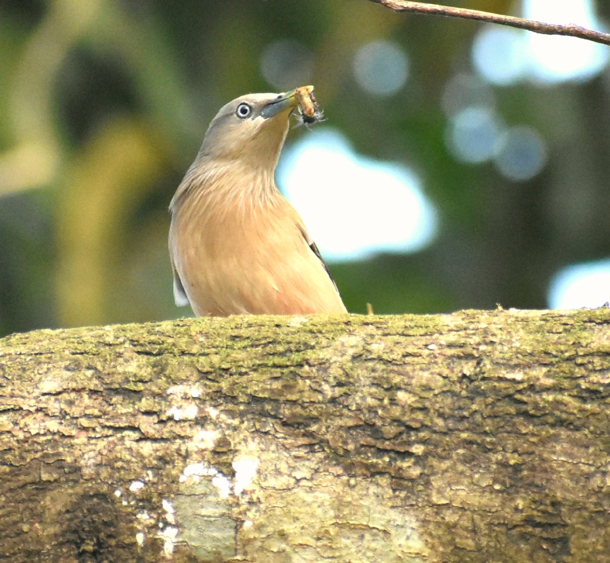 Chestnut-tailed Starling - ML131303591