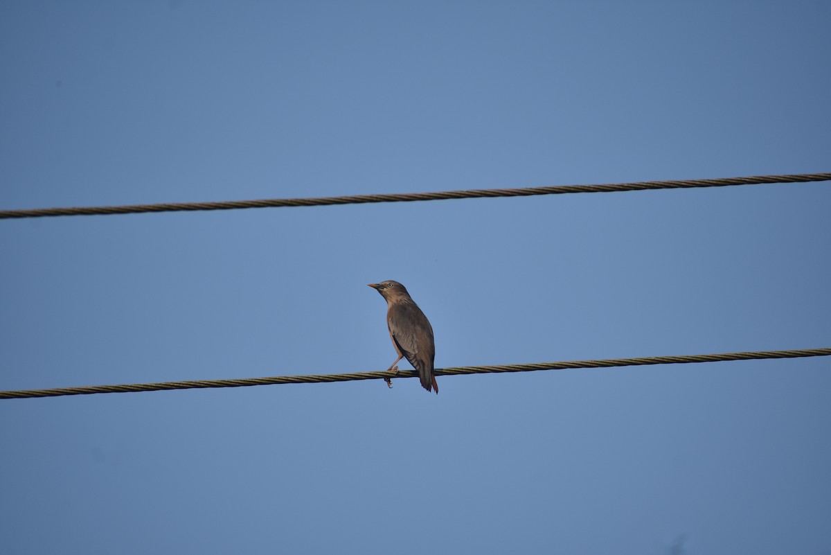 Chestnut-tailed Starling - ML131304071