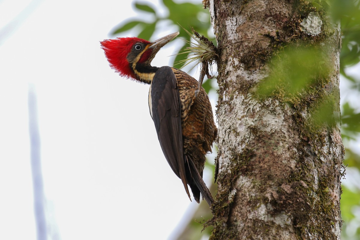 Lineated Woodpecker - Blair Dudeck