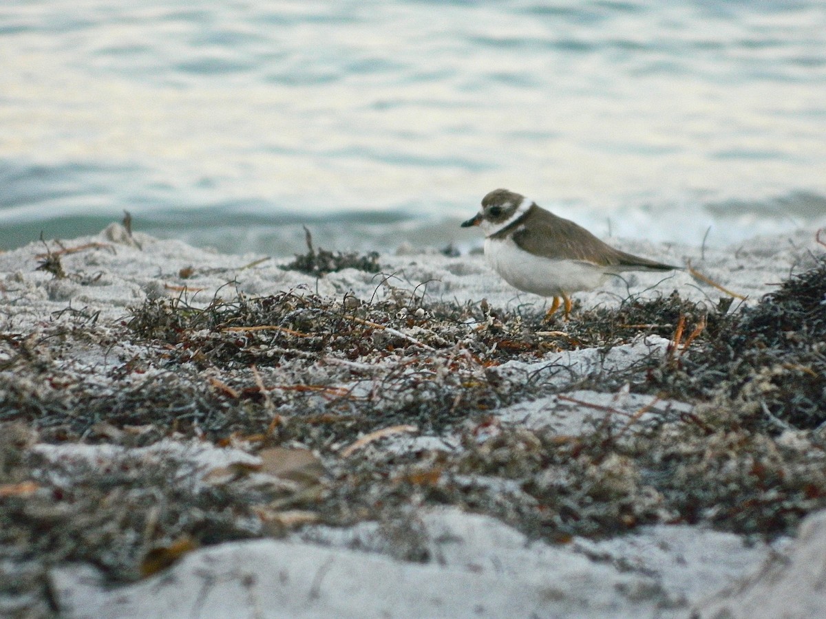 Semipalmated Plover - ML131306111