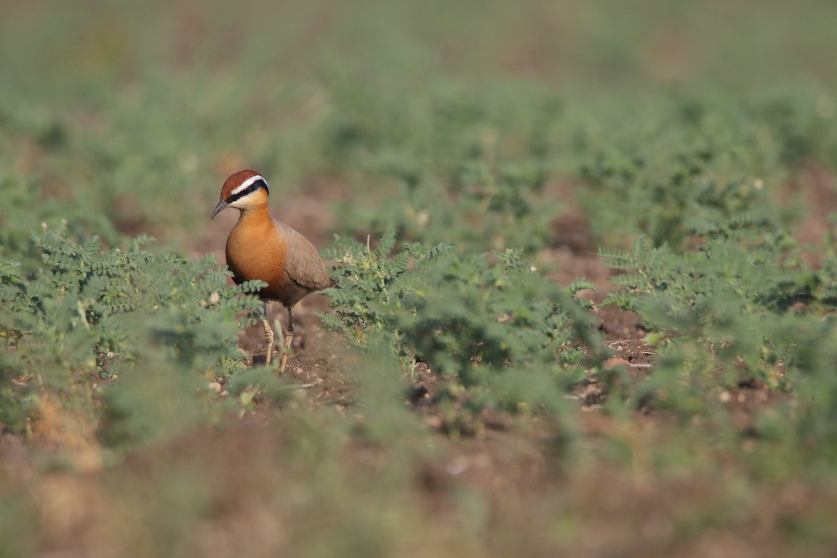 Indian Courser - ML131307761