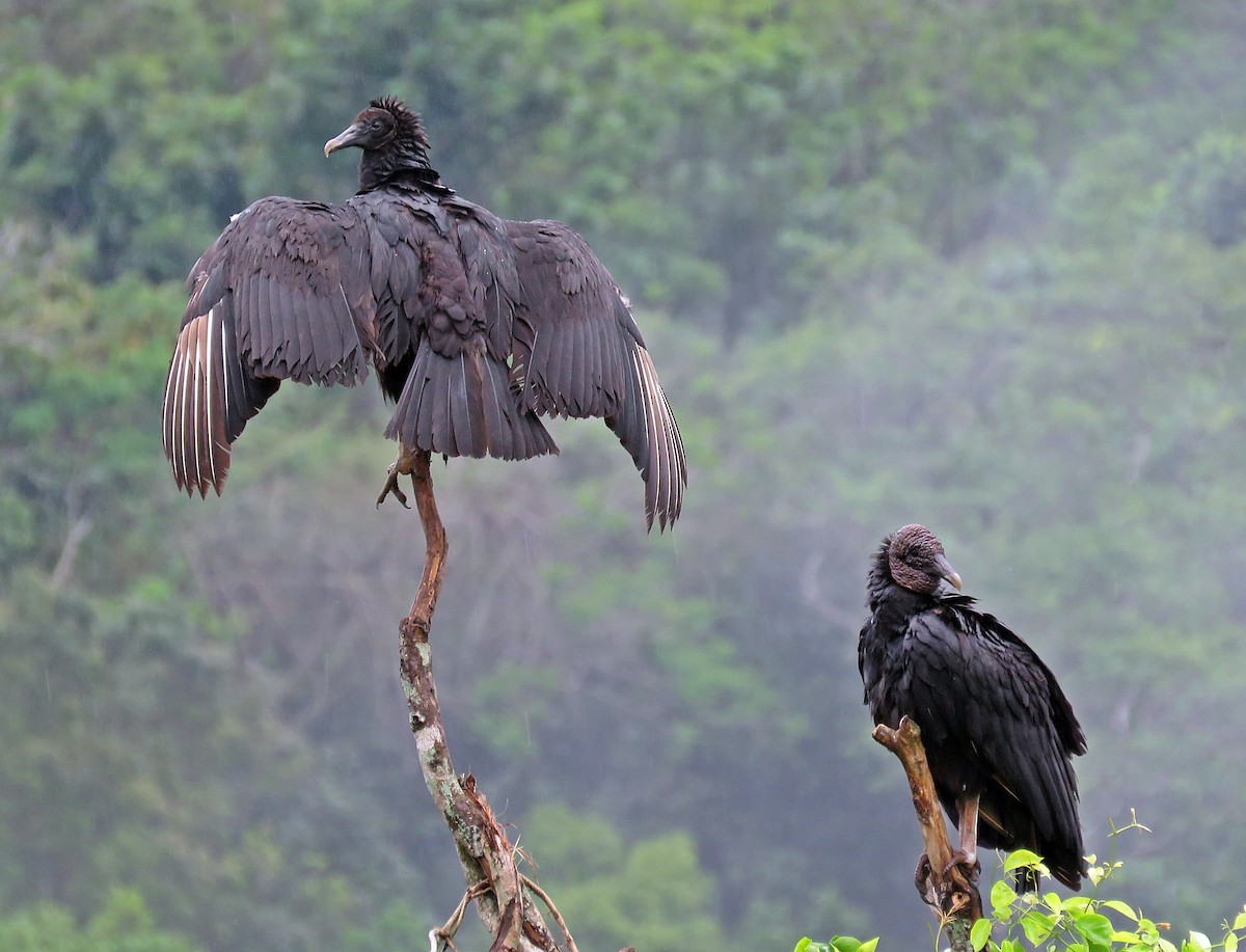 Black Vulture - Ken Burton