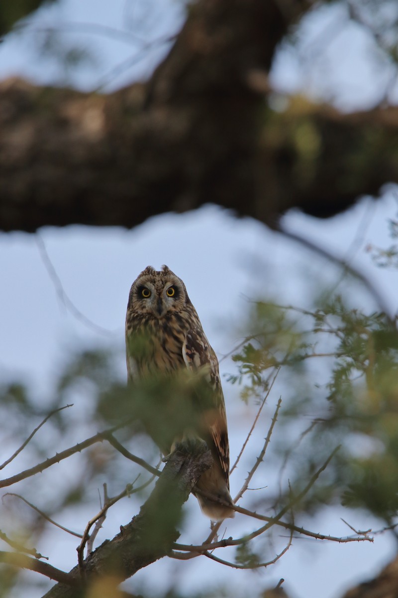 Short-eared Owl - Harshith JV