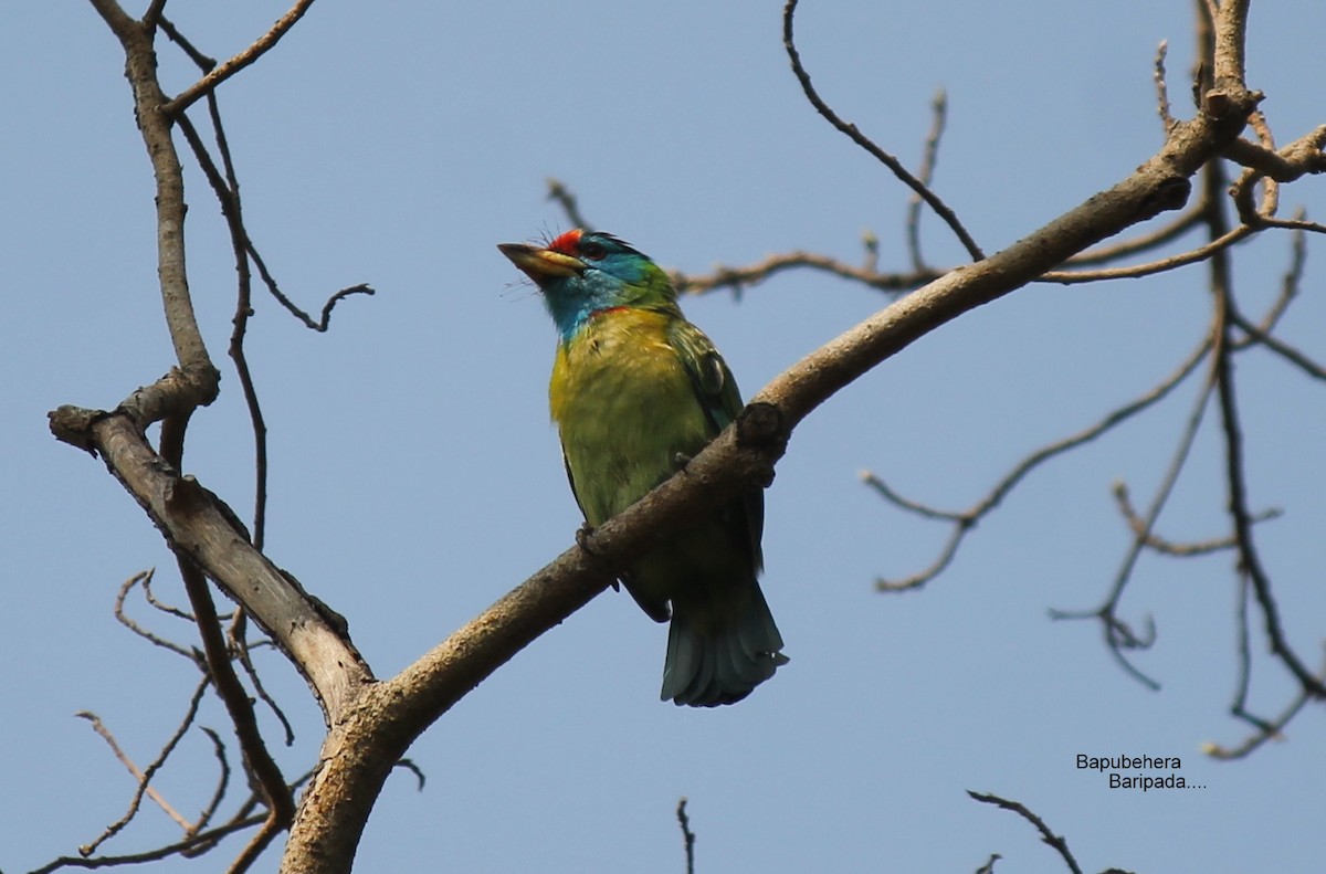 Blue-throated Barbet (Red-crowned) - ML131310211