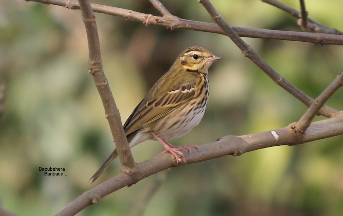 Olive-backed Pipit - ML131310441