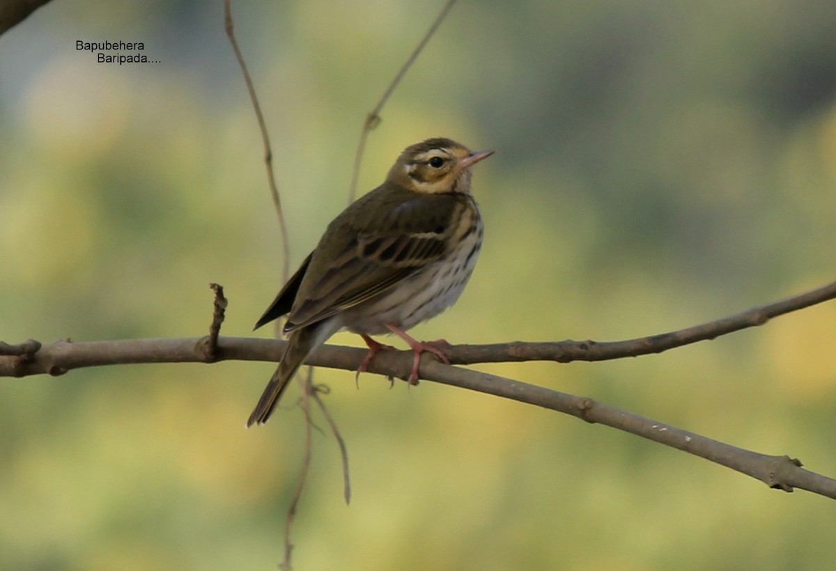 Olive-backed Pipit - ML131310451