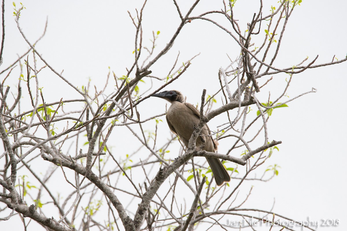 Helmeted Friarbird (Hornbill) - Jan Lile