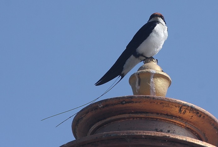 Wire-tailed Swallow - ML131312411