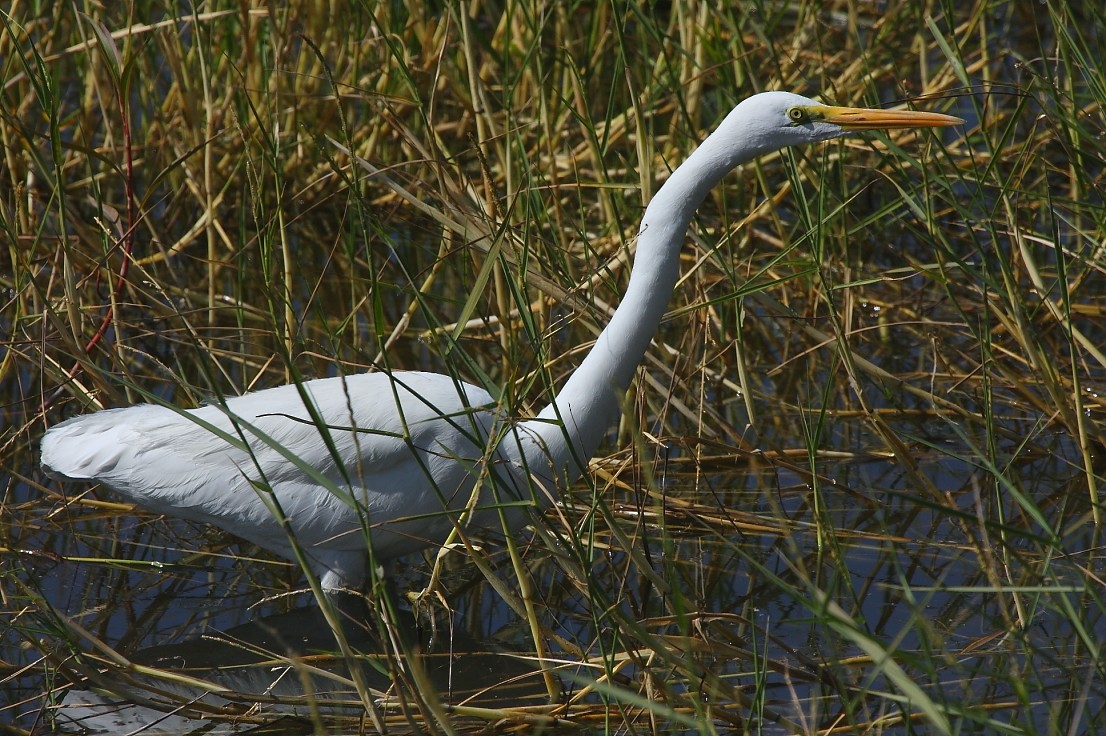 Great Egret - Gopi Sundar