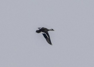 Garganey, ML131313741