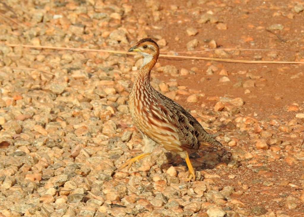 White-throated Francolin - ML131314521